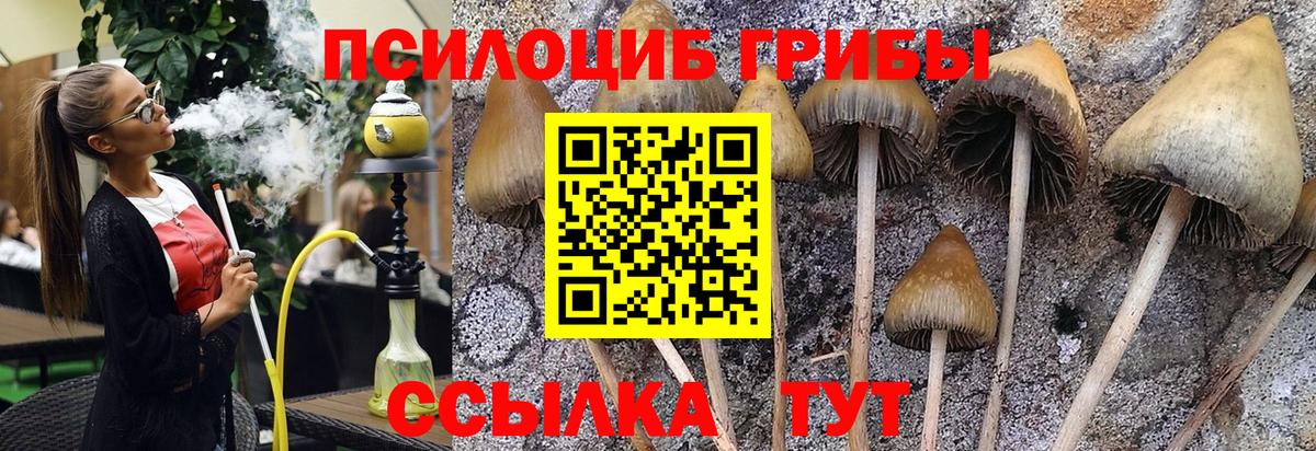 Брянск  Псилоцибиновые грибы мицелий  закладки  Галлюциногенные грибы Psilocybine cubensis  Вход с VPN 
